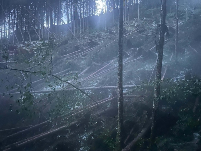 Der Sturm riss Bäume in den Wäldern nieder.