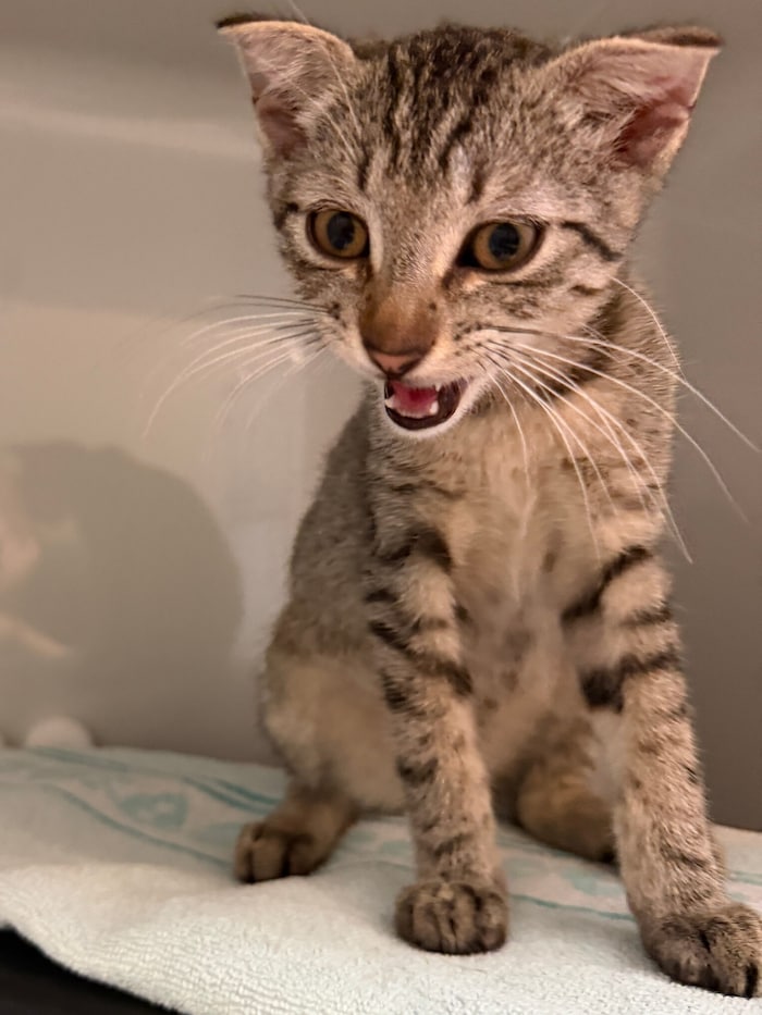 Junges Katerchen herrenlos aufgelesen.