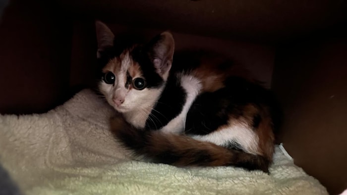 Kleine Katze möchte wieder nach Hause.