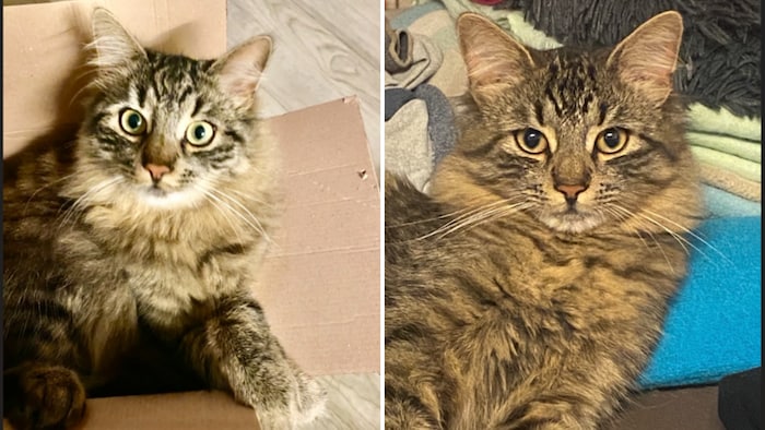 Kleiner Tiger auf Abwegen!