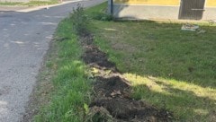 Auf einer Länge von genau neun Metern wurde die junge Hainbuchenhecke fein säuberlich ...