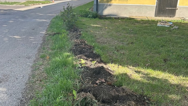 Auf einer Länge von genau neun Metern wurde die junge Hainbuchenhecke fein säuberlich ...