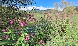 Erster Eindruck: eine hübsch blühende Pflanze! Doch das Drüsige Springkraut gilt als invasiver ...