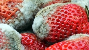 Eine Umfrage zeigt: Nicht alle Menschen würden diese verschimmelten Erdbeeren wegwerfen. 