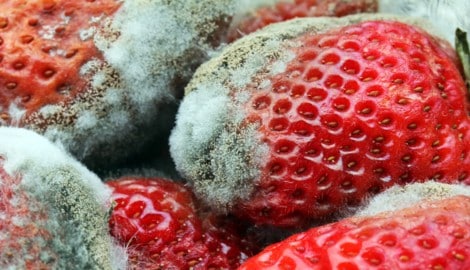 Eine Umfrage zeigt: Nicht alle Menschen würden diese verschimmelten Erdbeeren wegwerfen. 