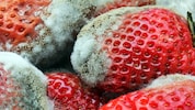 Eine Umfrage zeigt: Nicht alle Menschen würden diese verschimmelten Erdbeeren wegwerfen. 