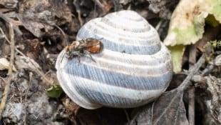 Auch die Rote Schneckenhausbiene wurde nachgewiesen.