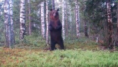 Der Braunbär kratzte sich genüsslich den Rücken an einem Baumstamm. 