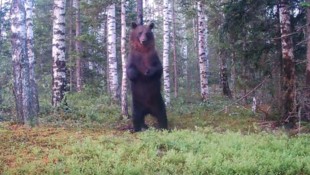 Der Braunbär kratzte sich genüsslich den Rücken an einem Baumstamm. 