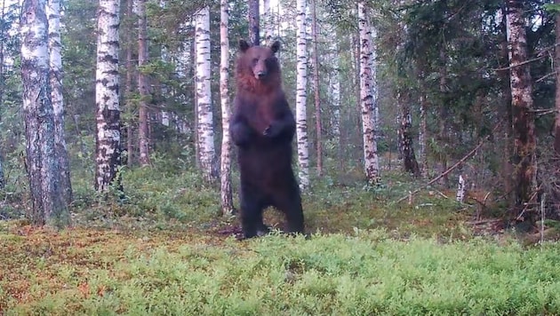 Der Braunbär kratzte sich genüsslich den Rücken an einem Baumstamm.