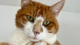 Kater Findus.