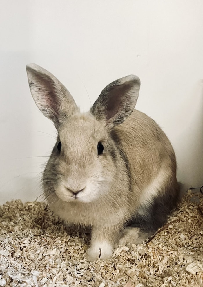 Kaninchen Kiki