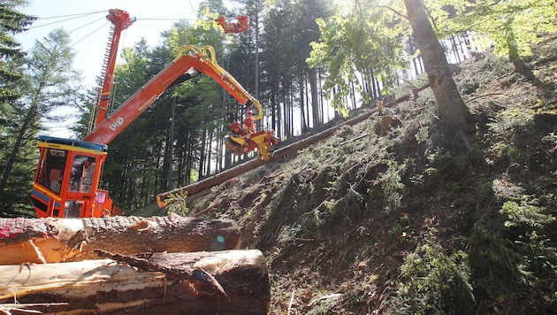 Holzschlägerung, -bringung und -zerkleinerung sind Teil des Arbeitsalltags eines ...
