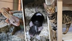 Ob  Gecko, Maus oder Katze, sie alle suchen einen schönen Platz zum Leben.