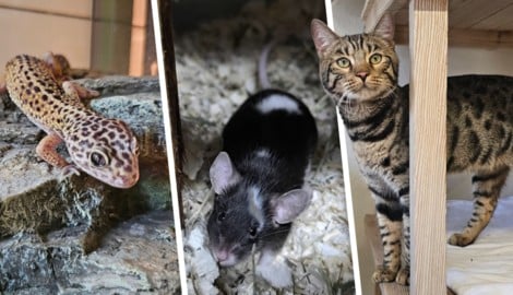 Ob  Gecko, Maus oder Katze, sie alle suchen einen schönen Platz zum Leben.