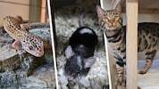 Ob  Gecko, Maus oder Katze, sie alle suchen einen schönen Platz zum Leben.
