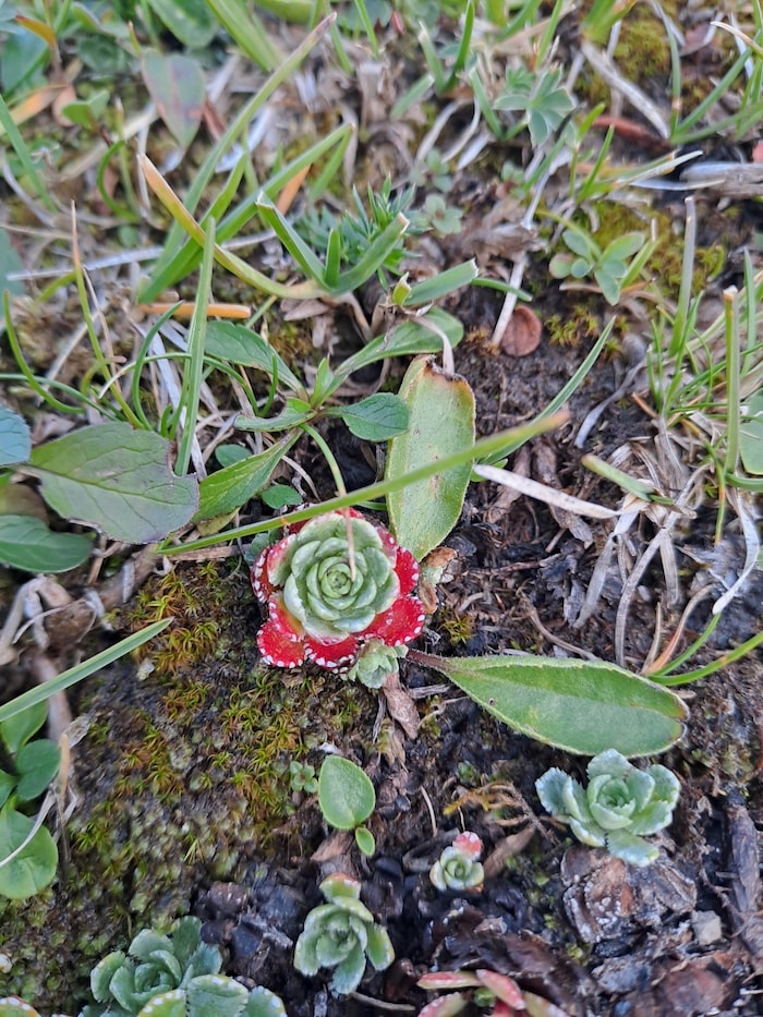 Der Rispen-Steinbrech ist eine typische Pflanze der alpinen und subalpinen Gebirgswelt und ...