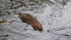 Ein junger Biber im Wasser