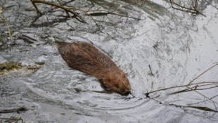 Ein junger Biber im Wasser