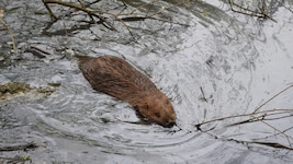 Ein junger Biber im Wasser