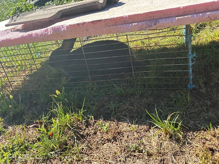 Schwere Mängel in der Tierhaltung wurden festgestellt.