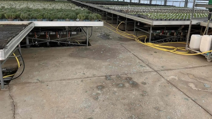 Herabstürzende Glassplitter machen Pflanzen für den Verkauf ungeeignet.