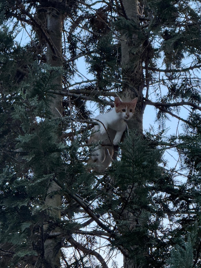 Kater Nacho wollte hoch hinaus, traute sich aber nicht mehr herunter.