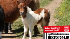 Charity-Star auf vier Beinen: Ein Pony für Kinder und Tiere. Der kleine Hengst wird zugunsten ...