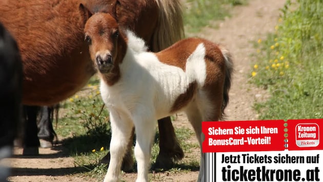 Charity-Star auf vier Beinen: Ein Pony für Kinder und Tiere. Der kleine Hengst wird zugunsten ...