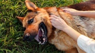 Jeden Sommer sterben Hunde an einem Hitzschlag. Das wäre vermeidbar, wenn sich alle Hundehalter ...