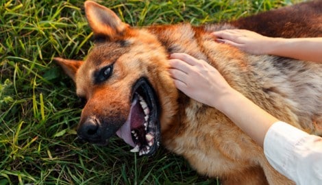 Jeden Sommer sterben Hunde an einem Hitzschlag. Das wäre vermeidbar, wenn sich alle Hundehalter ...