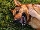 Jeden Sommer sterben Hunde an einem Hitzschlag. Das wäre vermeidbar, wenn sich alle Hundehalter ...
