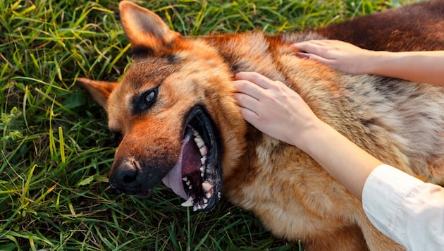 Jeden Sommer sterben Hunde an einem Hitzschlag. Das wäre vermeidbar, wenn sich alle Hundehalter ...