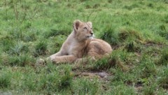Die neue Salzburger Löwin „Dara“. Hier noch im englischen Whipsnade Zoo.