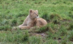 Die neue Salzburger Löwin „Dara“. Hier noch im englischen Whipsnade Zoo.