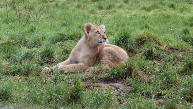 Die neue Salzburger Löwin Dara. Hier noch im englischen Whipsnade Zoo.