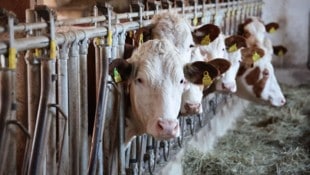 Auch steirische Rinder sind vom Shamonda-Virus betroffen.