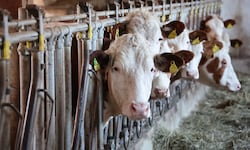 Auch steirische Rinder sind vom Shamonda-Virus betroffen.