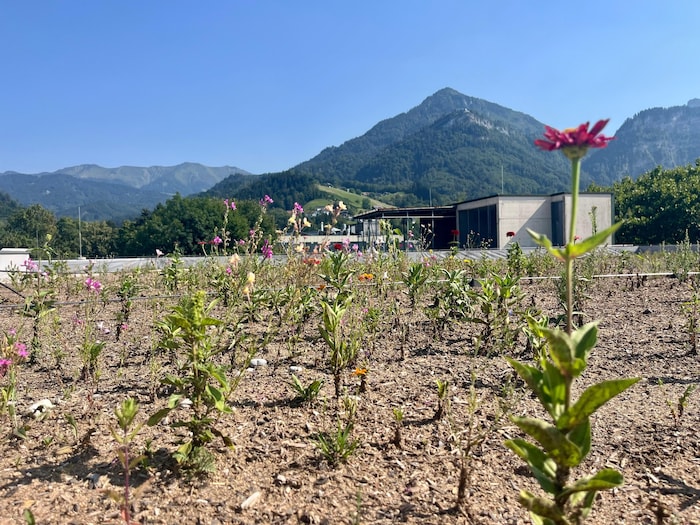 Dornbirn soll in den kommenden Jahren deutlich grüner werden.