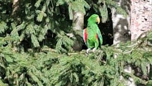 Ungewohntes Bild: Ein Papagei mitten im heimischen Nadelwald.