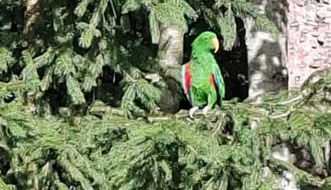 Kurz nachdem die Vögel ausgesetzt worden waren, schlug das Wetter um.