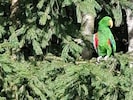 Kurz nachdem die Vögel ausgesetzt worden waren, schlug das Wetter um.