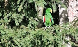 Ungewohntes Bild: Ein Papagei mitten im heimischen Nadelwald.