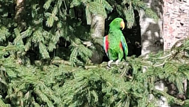 Ungewohntes Bild: Ein Papagei mitten im heimischen Nadelwald.