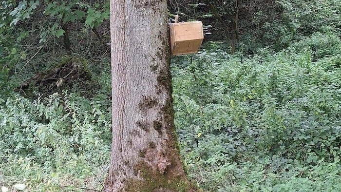 An einem Baum wurde die Kiste mit den Eiern aufgehängt.