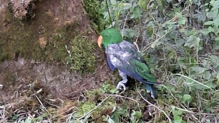 Die Vögel waren völlig schutzlos.