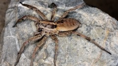 Die strahlende (oder auch schwarzbäuchige) Tarantel fühlt sich bei uns wohl.