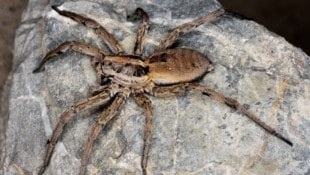 Die strahlende (oder auch schwarzbäuchige) Tarantel fühlt sich bei uns wohl.