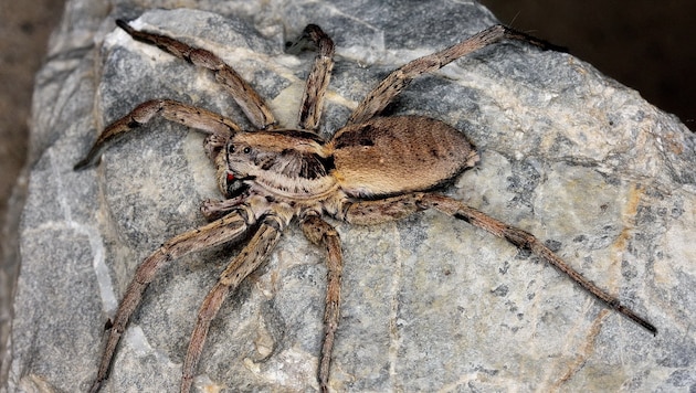 Die strahlende (oder auch schwarzbäuchige) Tarantel fühlt sich bei uns wohl.