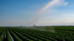 Auf den Feldern im Seewinkel sichert die Bewässerung derzeit vielen Landwirten die Ernte.